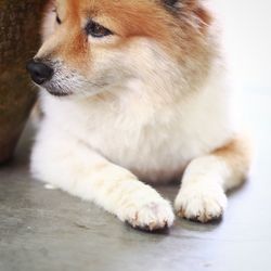 Close-up of dog