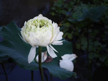 Close-up of white flowering plant