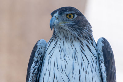 Close-up of eagle