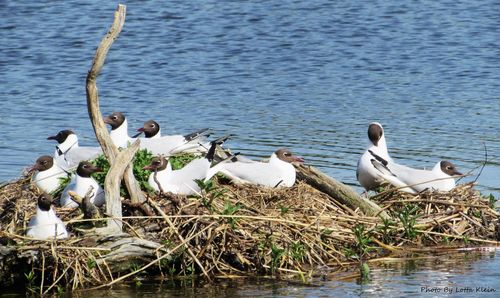View of swans and birds in lake