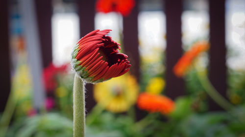 Close-up of red flower