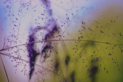 Close-up of purple flowering plants