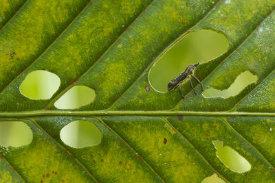 Close-up of insect on leaves