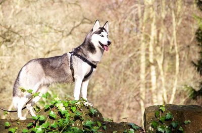 Husky looking away standing on a rock