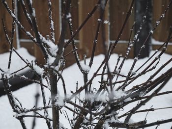 Close-up of frozen twigs on branch