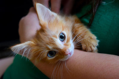 Midsection of woman holding kitten