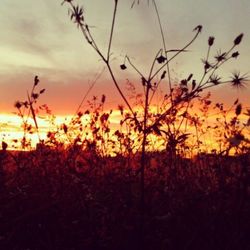 Scenic view of landscape at sunset