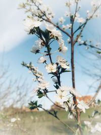 Close-up of cherry blossoms in spring