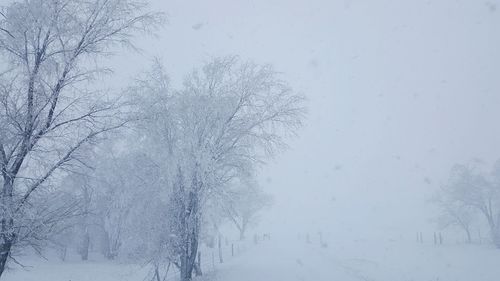 Low angle view of bare trees against clear sky