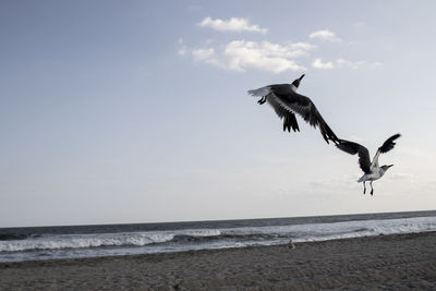 Seagulls flying over beach against sky