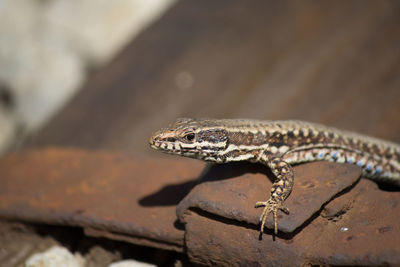 Close-up of a lizard