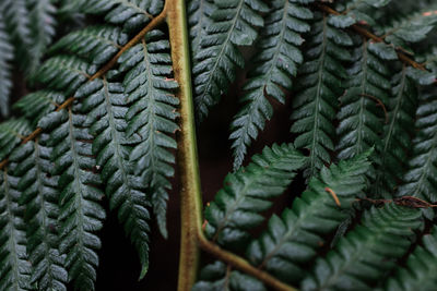 Close-up of fern leaves