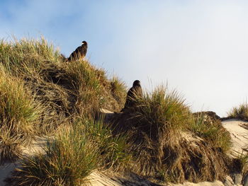 Low angle view of bird perching on grass