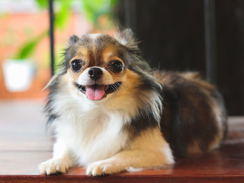 Close-up portrait of a dog at home