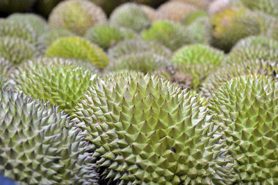 Close-up of durians