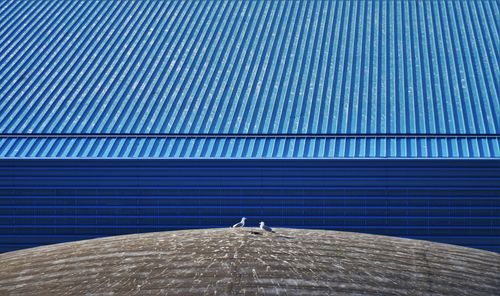 Birds perching on rooftop of building