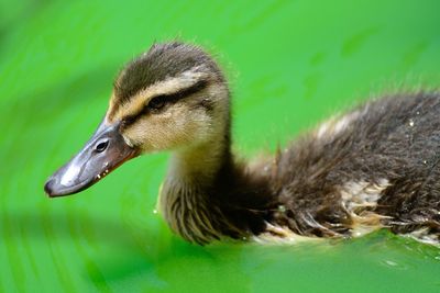 Close-up of duckling swimming in pond