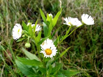 Close-up of white flowers blooming outdoors