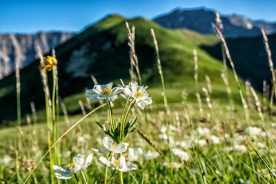 Close-up of flowering plant on field