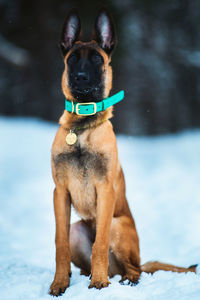 Portrait of dog on snow