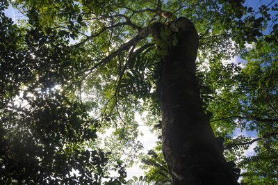 Low angle view of trees in forest against sky