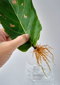 Close-up of hand holding insect