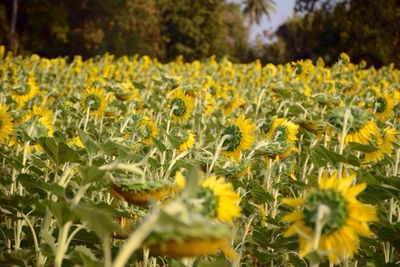 Close-up of yellow flowers blooming on field