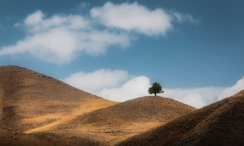 Country road view with lonely tree 