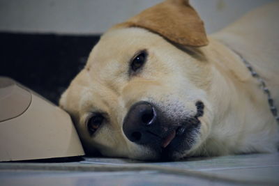 Close-up of a dog sleeping