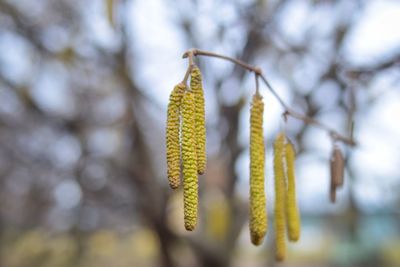 Close-up of plant against blurred background