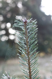 Close-up of spider web on plant