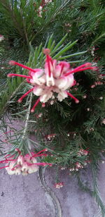 High angle view of pink flowering plants on land