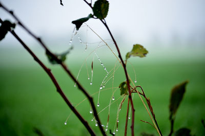 Close-up of wet spider web on plant