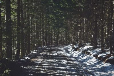 View of trees in forest