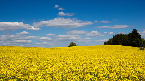 Scenic view of oilseed rape field against sky