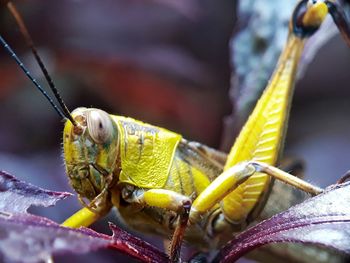 Close-up of insect