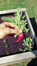 High angle view of person hand holding vegetables