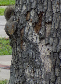 Close-up of lizard on tree trunk