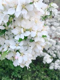 Close-up of white flowers on tree