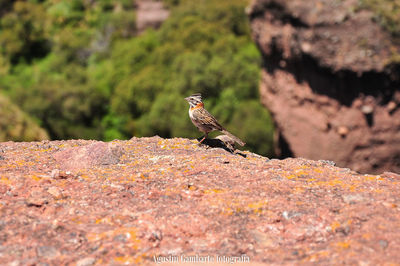 Bird on rock