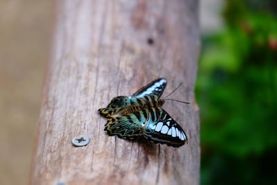 Butterfly farm swindon