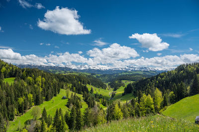 Scenic view of pine trees against sky