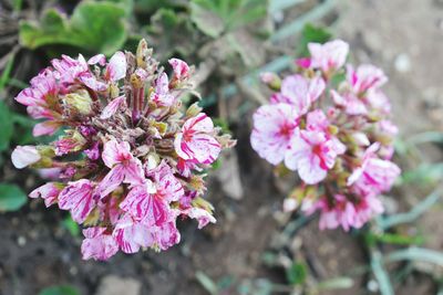 Close-up of pink flowers blooming outdoors