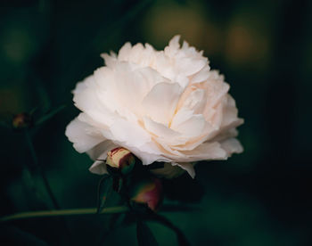 Close-up of white rose