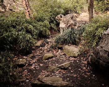 Plants growing on field in forest