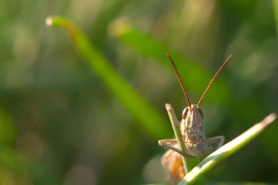 Close-up of insect on leaf