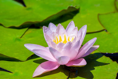 Close-up of water lily in lake