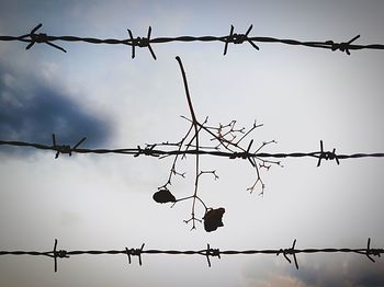 Low angle view of silhouette barbed wire against sky