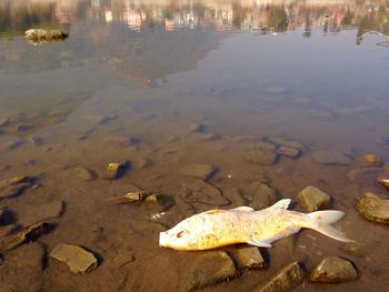 Dead fish at lakeshore