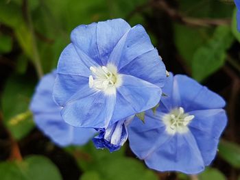 Close-up of blue water lily blooming outdoors